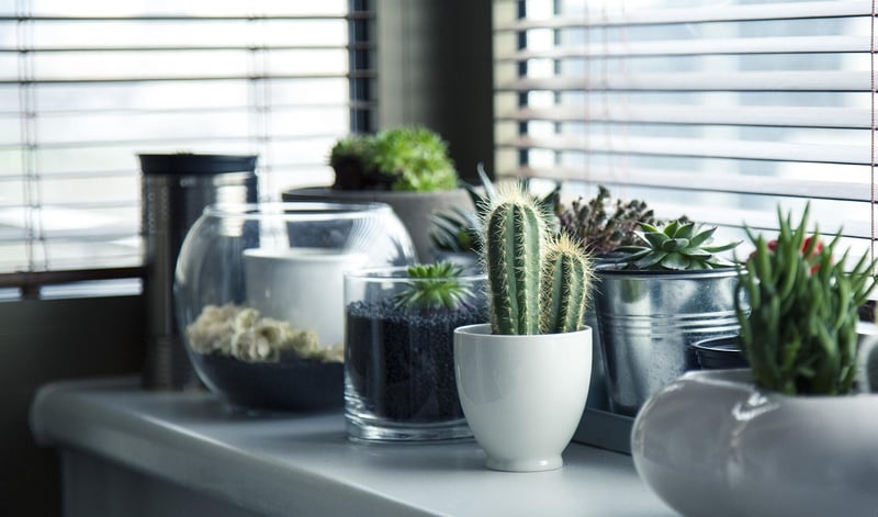 Snake Plant
