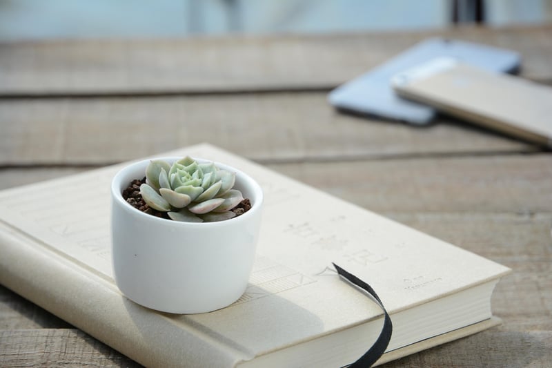 Spider Plant